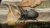 Lamia textor